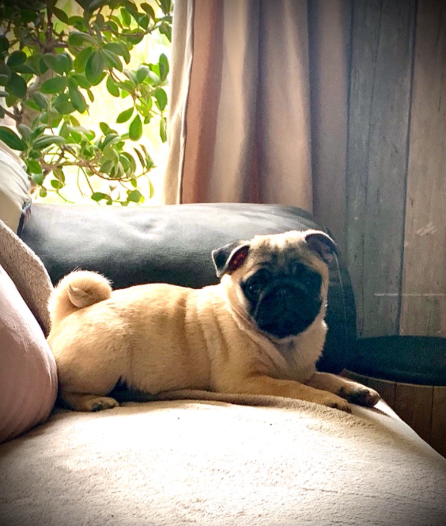 R mione Du Loop's Pug