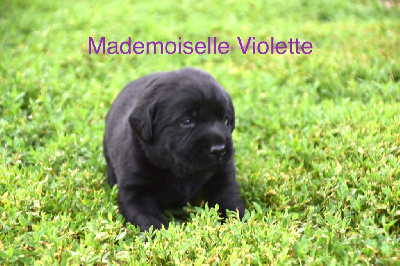 Mademoiselle Violette