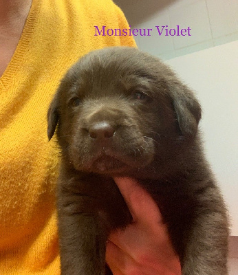 Monsieur Violet 