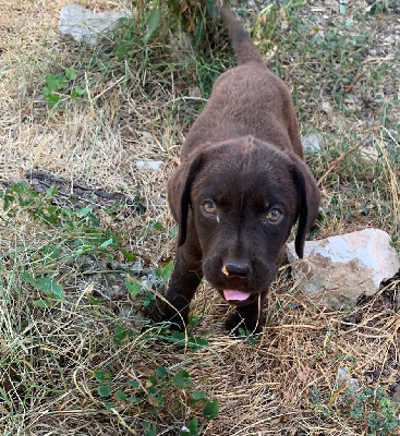 Des Gros Ronfleurs - Labrador Retriever - Portée née le 23/05/2022