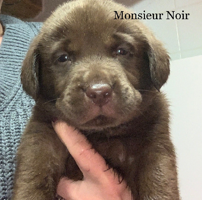 Monsieur Noir