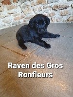 Raven Des Gros Ronfleurs