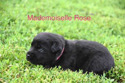 Des Gros Ronfleurs - Labrador Retriever - Portée née le 09/05/2023