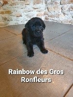 Rainbow des Gros Ronfleurs