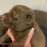 Des Gros Ronfleurs - Labrador Retriever - Portée née le 02/12/2020