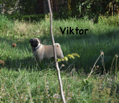 VIKTOR