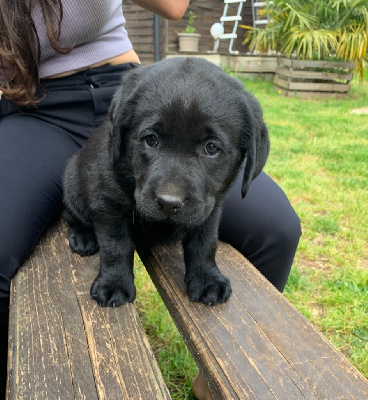 Des Gros Ronfleurs - Labrador Retriever - Portée née le 23/03/2022