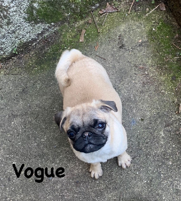 VOGUE