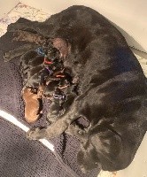 Des Gros Ronfleurs - Labrador Retriever - Portée née le 19/04/2021