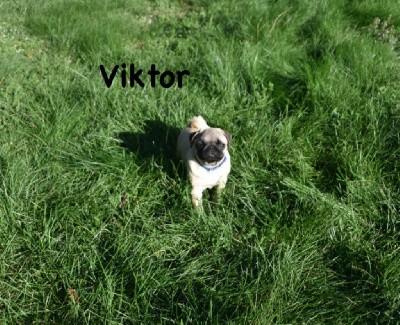 VIKTOR