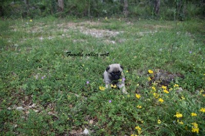 CHIOT collier vert 