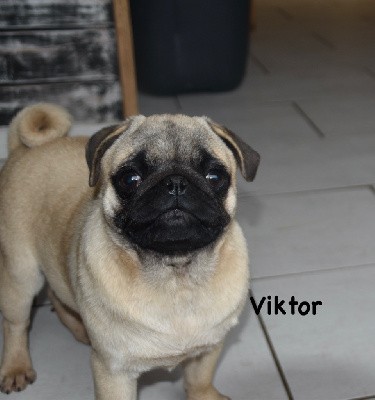 VIKTOR