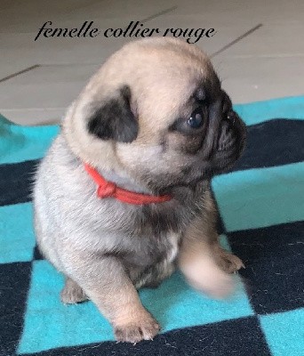 CHIOT collier Rouge