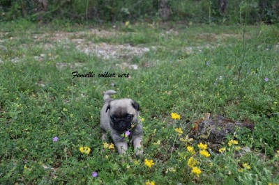 CHIOT collier vert 