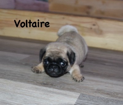 Voltaire