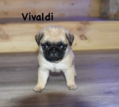 Vivaldi