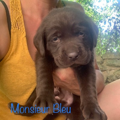 Monsieur Bleu