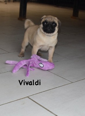 Vivaldi