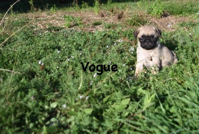 VOGUE