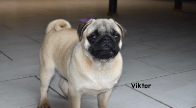 VIKTOR