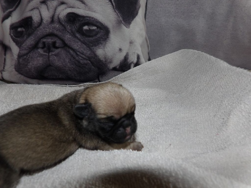 Des Gros Ronfleurs - Carlin - Portée née le 29/01/2017