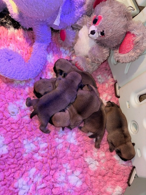 Des Gros Ronfleurs - Chiots disponibles - Carlin