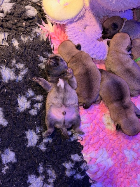 Des Gros Ronfleurs - Chiots disponibles - Carlin