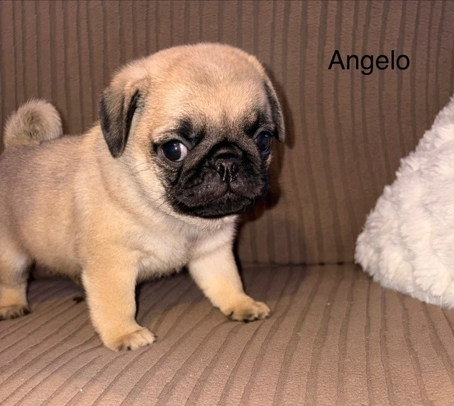 Des Gros Ronfleurs - Chiots disponibles - Carlin