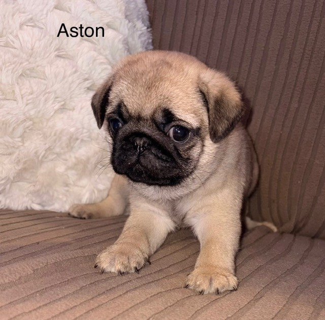 Des Gros Ronfleurs - Chiots disponibles - Carlin