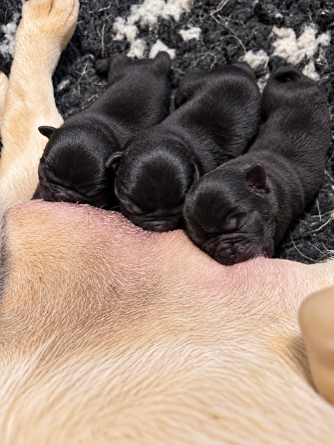 Des Gros Ronfleurs - Chiots disponibles - Carlin
