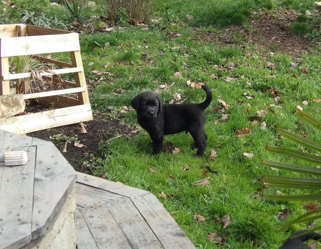 Des Gros Ronfleurs - Labrador Retriever - Portée née le 22/11/2019