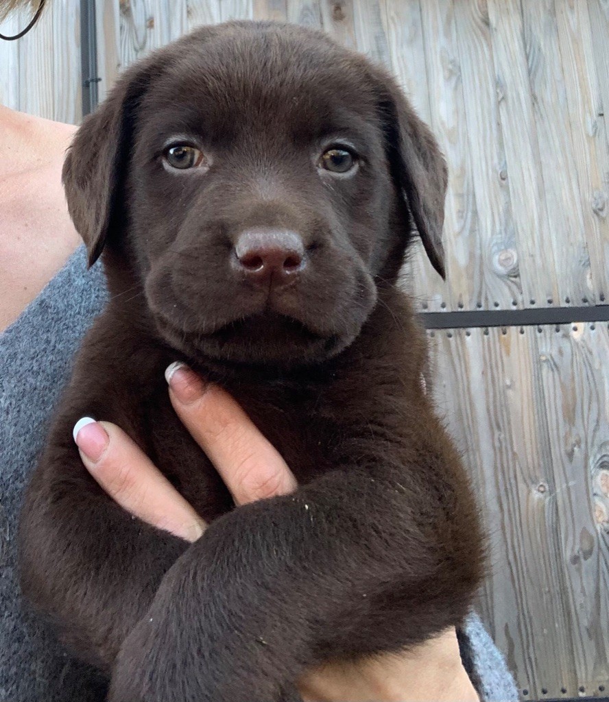 Des Gros Ronfleurs - Labrador Retriever - Portée née le 03/12/2021