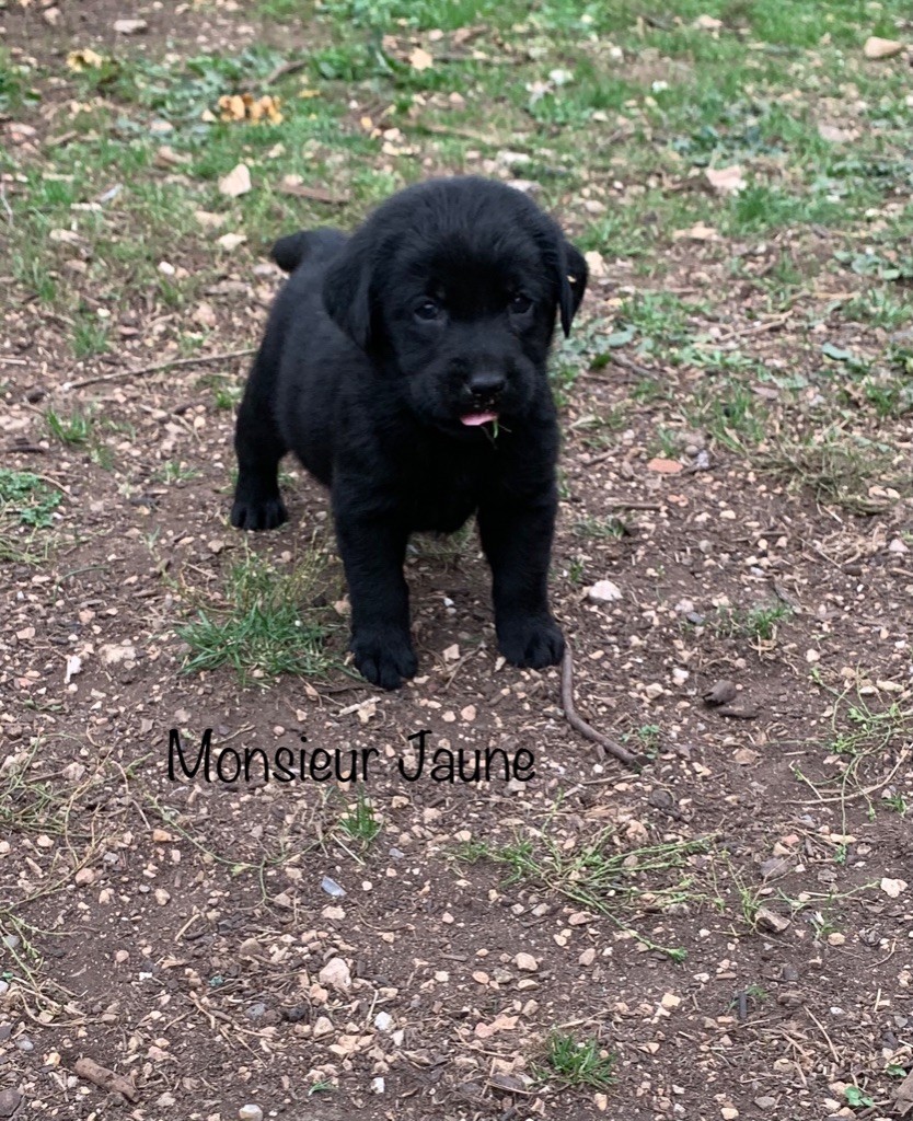 Des Gros Ronfleurs - Labrador Retriever - Portée née le 26/09/2022