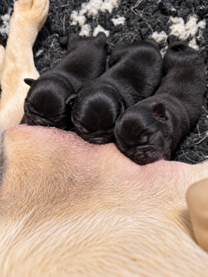 Chiot N°3