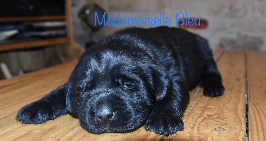 Des Gros Ronfleurs - Labrador Retriever - Portée née le 23/03/2022