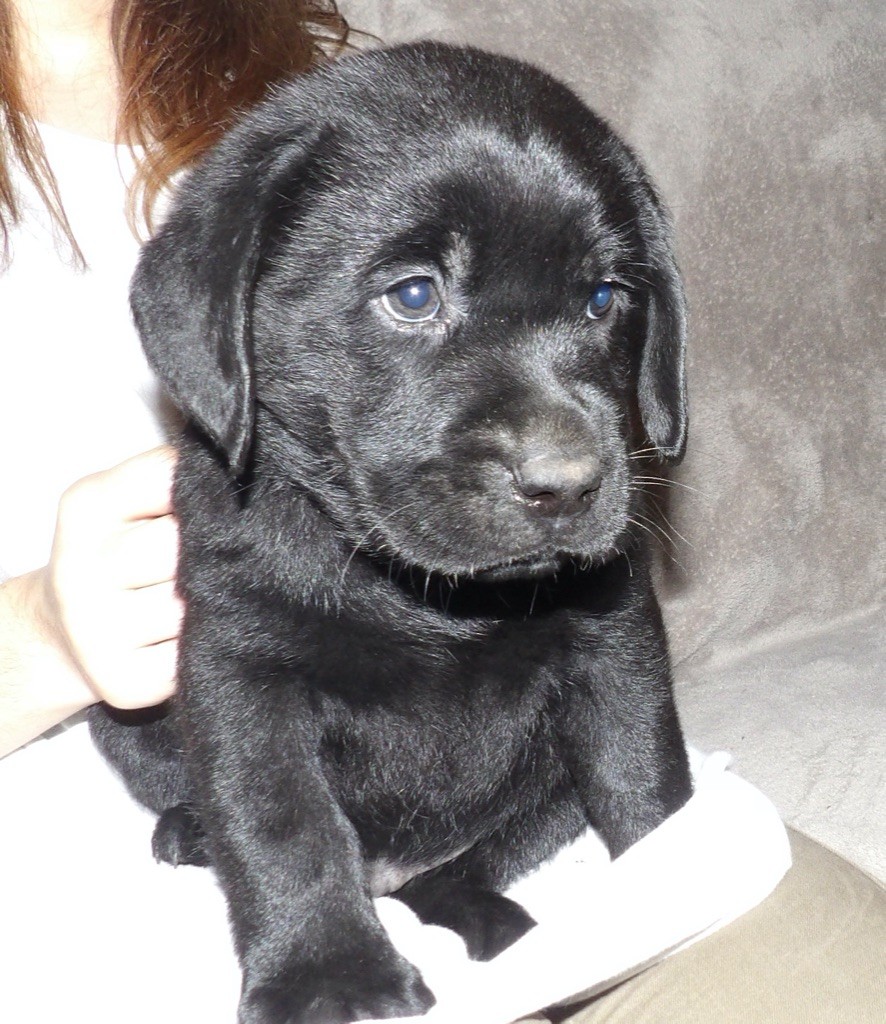 Des Gros Ronfleurs - Labrador Retriever - Portée née le 10/01/2020